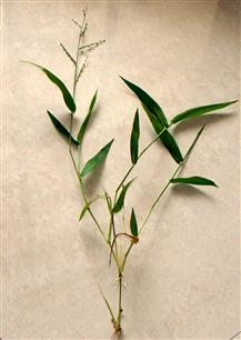 Urochloa ramosa